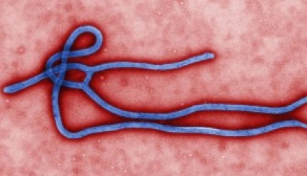 ebola_virus